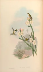 Calothorax yarrelli = Eulidia yarrellii